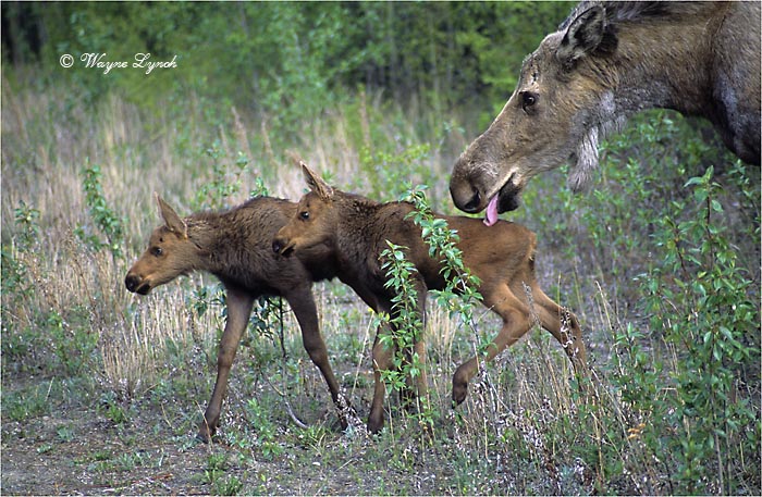 Cow Moose and Calves 120 by Dr. Wayne Lynch &copy;